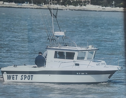 Wet Spot Live Bait Halibut/Striped Bass